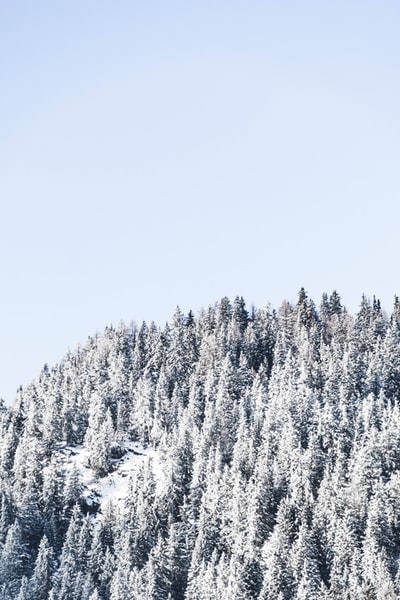 白天蓝天下的树被雪覆盖